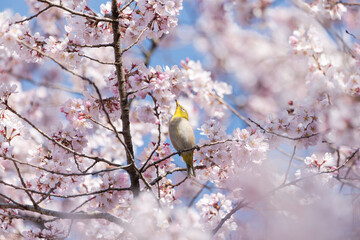 Fototapeta premium 満開の桜とメジロ、春の訪れを感じる風景