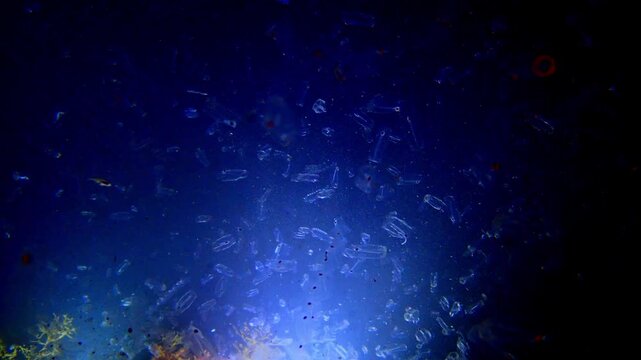 4K 水中動画 深淵を漂う透明な生命体 サルパの連鎖 大瀬崎