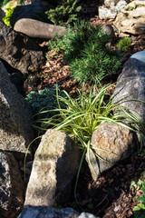 Obraz premium Evergreen ornamental grasses. Japanese Sedge, commonly known as Carex oshimensis, growing in a garden in sunny day. It features creamy yellow leaves with distinct dark green edges