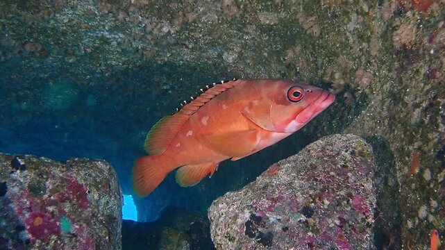 アカハタの鮮烈な赤と鱗の質感 4K高画質素材