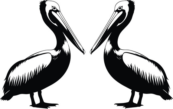 Detailed black and white vector silhouette of two pelican birds standing face to face isolated on a white background for wildlife and nature design.