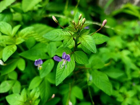 Cleome rutidosperma, commonly known as fringed spider flower or purple cleome, is a species of flowering plant in the genus Cleome of the family Cleomaceae, native to tropical Africa.