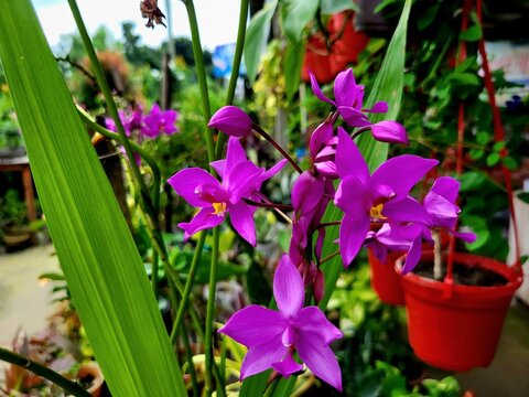 Spathoglottis plicata, commonly known as the Philippine ground orchid, or large purple orchid is an evergreen, terrestrial plant with crowded pseudobulbs, three or four large, pleated leaves