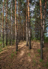 Obraz premium A forest with tall thin pine trees growing along the path. The ground is covered with dry leaves and grass.