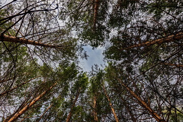 Fototapeta premium A forest with tall trees, through the branches of which you can see the sky. An overhead view that creates a sense of height and spaciousness.