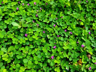 Fototapeta premium Grona triflora, known as creeping tick trefoil or three-flower beggarweed, is a plant in the family Fabaceae.Desmodium triflorum.