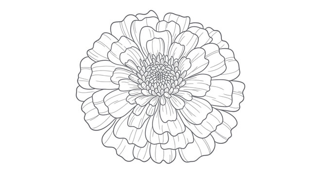 Detailed line drawing of a zinnia flower, black and white botanical illustration