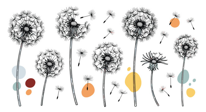 Artistic hand drawn dandelion flowers with seeds blowing in the wind accompanied by abstract colored shapes on a white background.