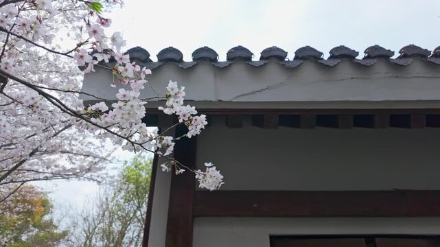 Cherry blossoms blooming next to ancient buildings