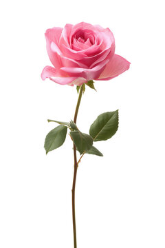 A single pink rose with green leaves is shown on a white background. This image is suitable for floral design and romantic themes.