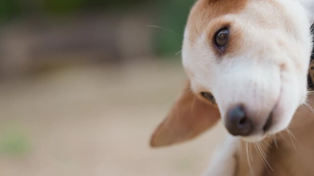 Closeup dog head with black collar, tan puppy shaking head, saliva droplet falling from muzzle, patterned collar detail, soft bokeh background, outdoor yard atmosphere, playful expression and intimate