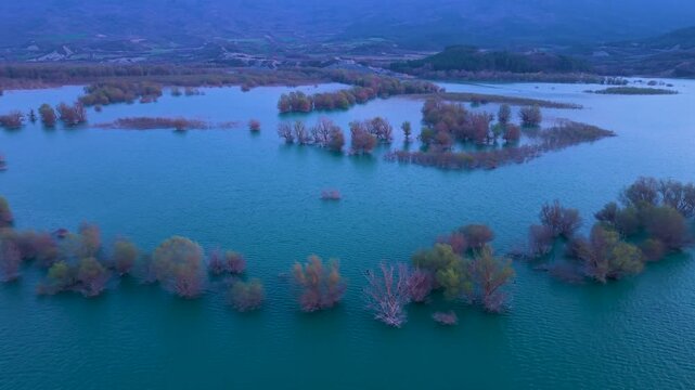 Aerial view from a drone of the willow groves at the Yesa reservoir in the province of Zaragoza, Aragon, Spain, Europe
