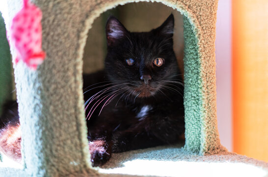 Black cat sitting inside a cozy green pet tower. Domestic feline resting in his house. Animal relaxing inside a furniture scratching post. Concept of pet care and comfort at home.