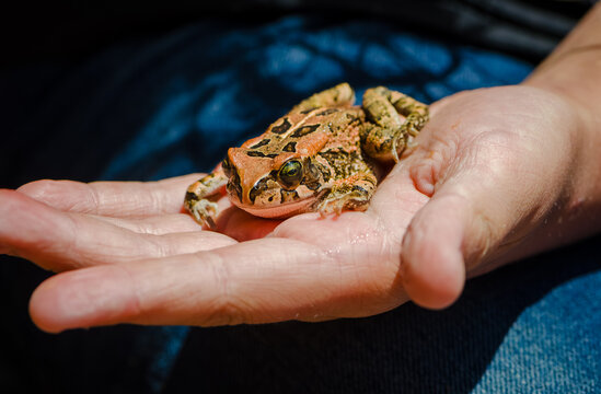 Guttural toad sitting on palm of man's hand, slight side front view