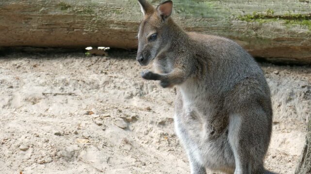 The red-necked wallaby. Bennett's wallaby. Scientific species name - Macropus rufogriseus