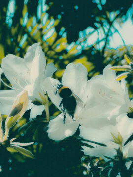 bee flower