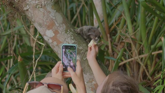 Inappropriate human behavior. Person feeds Common marmoset, Callithrix jacchus in the forest in Brazil while other person films the process on the camera