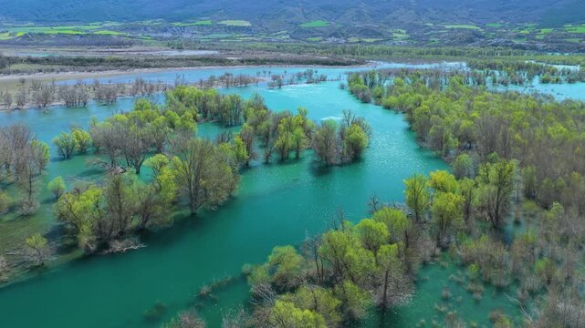 Aerial view from a drone of the willow groves at the Yesa reservoir in the province of Zaragoza, Aragon, Spain, Europe