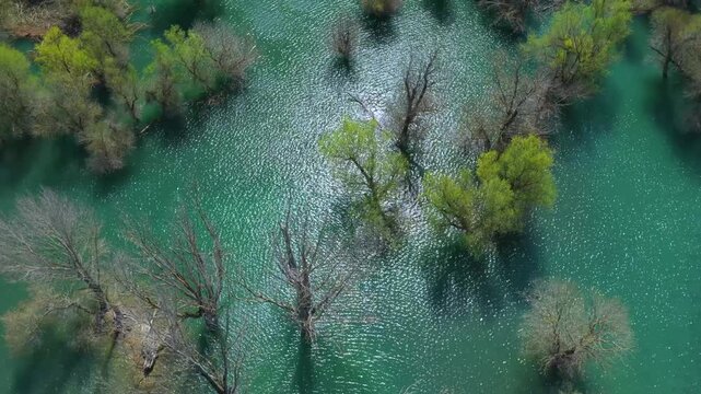 Aerial view from a drone of the willow groves at the Yesa reservoir in the province of Zaragoza, Aragon, Spain, Europe