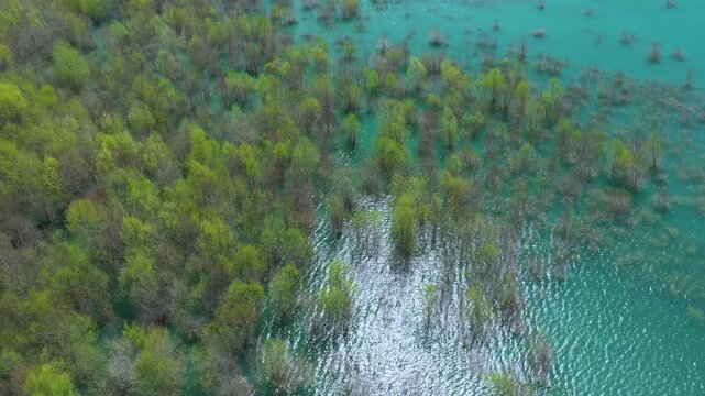 Aerial view from a drone of the willow groves at the Yesa reservoir in the province of Zaragoza, Aragon, Spain, Europe