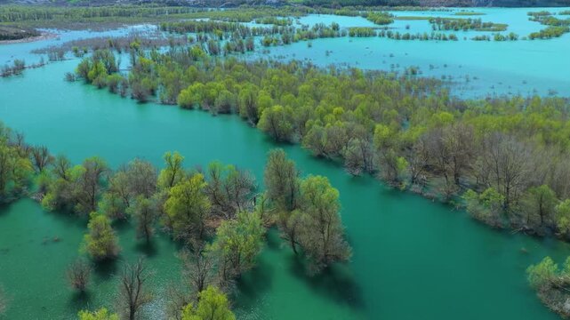 Aerial view from a drone of the willow groves at the Yesa reservoir in the province of Zaragoza, Aragon, Spain, Europe