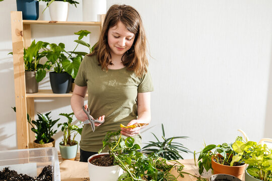 Girl pruning houseplants on table indoors with scissors
