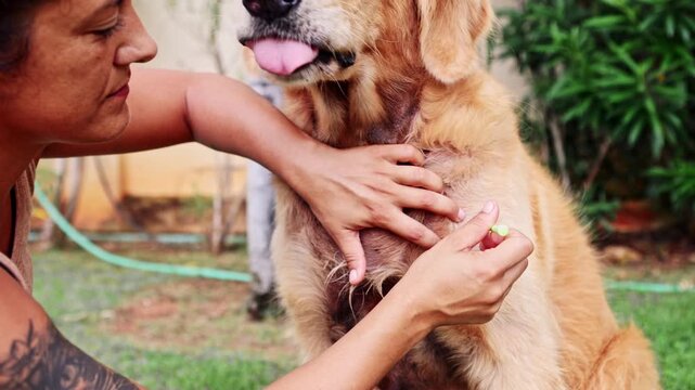 Woman applying flea and tick prevention to a golden retriever dog