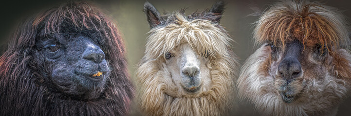 Three Alpacas Portrait Panorama with Shaggy Wool Hairstyles and Funny Expressions © Ralph Lear