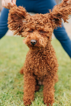 Toy poodle mix with curly hair outdoors in a playful humorous portrait