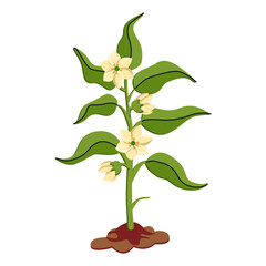 Obraz premium Pepper seedling with flowers. Vector illustration of a young vegetable plant isolated on a white background. Green stem with leaves
