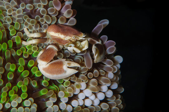 Porcelain crab on sea anemone in Lembeh Strait Indonesia underwater