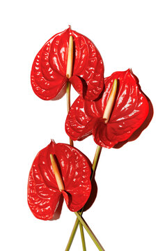 Red tropical anthurium flowers against white background