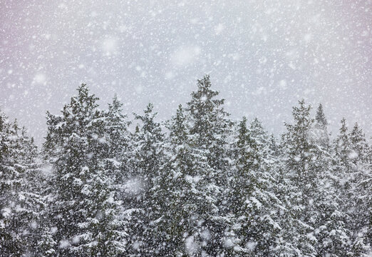 Snow covered conifer forest during heavy snowfall in Upper Austria
