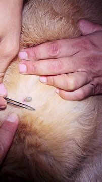 Removing a dangerous tick from a dog with tweezers