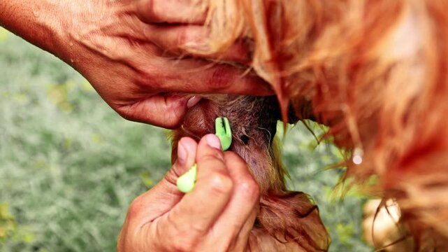 Person removing a dangerous tick from dog's fur