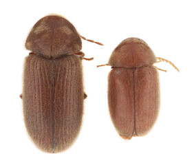 Comparison two pests of stored food. Drugstore beetle, Stegobium paniceum, also known as the bread...