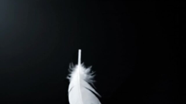 A single white feather descends gracefully against a dark background, drifting and rotating slowly as it falls out of the bottom of the frame, capturing a moment of weightless beauty.