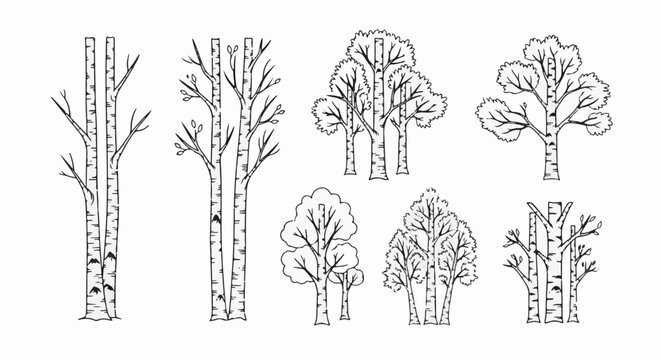 A collection of artistic line drawings depicting various birch trees and saplings