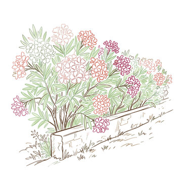 Oleander flowering plant marker chalk style illustration