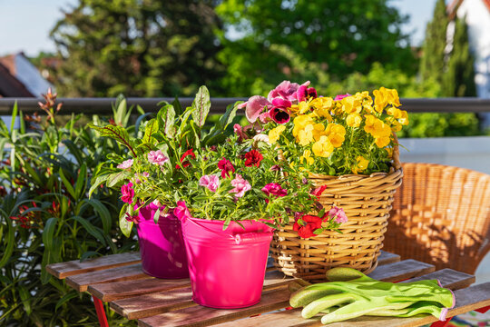 Flowering potted plants and garden gloves on sunny balcony table