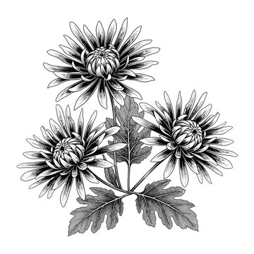 Elegant botanical illustration of four thistle flowers with intricate leaves beneath