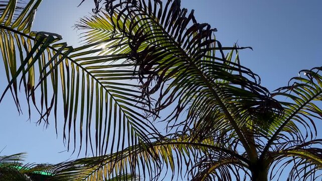 Vibrant palm tree fronds sway against a brilliant clear blue sky in this idylli tropical paradise. Drenched in warm sunlight, this scenic foliage captures the essence of a serene summer vacation