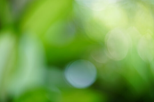Abstract Natural Green Bokeh Background with Soft Light