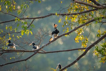 Malabar pied hornbill, also known as the lesser pied hornbill, is a bird in the hornbill family © prasanth