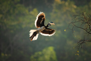 Malabar pied hornbill, also known as the lesser pied hornbill, is a bird in the hornbill family © prasanth