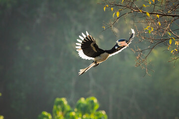Malabar pied hornbill, also known as the lesser pied hornbill, is a bird in the hornbill family © prasanth
