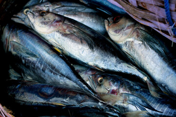 Obraz premium Display freshly caught tuna for sale at a traditional fish market in Bali, Indonesia. 
