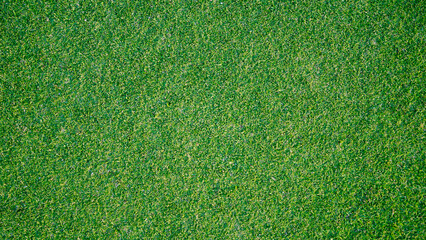 Fototapeta premium Green grass background, top view background of garden bright grass concept used for making green backdrop, lawn for sports field