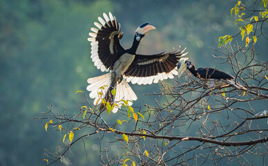 Malabar pied hornbill, also known as the lesser pied hornbill, is a bird in the hornbill family © prasanth