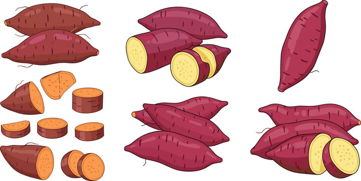 Hand drawn sweet potato vector set featuring whole sliced and cut yam tubers in vibrant natural colors for healthy food cooking and agriculture design